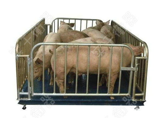 猪羊称重专用动物秤，专用猪羊计重动物称